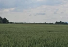 Dobar rod, slaba računica – pšenica ponovo ne donosi zaradu ratarima