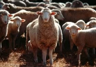 Prvo žarište boginja ovaca i koza u Srbiji ove godine: Eutanazirano 127 životinja
