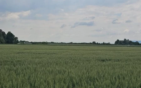 Dobar rod, slaba računica – pšenica ponovo ne donosi zaradu ratarima