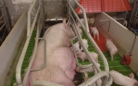 Vanredna situacija proglašena u Šapcu zbog afričke kuge svinja