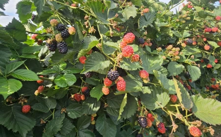 Berba kupine počela uz razočaranje proizvođača – cena od 80 do 110 dinara ne pokriva ni troškove