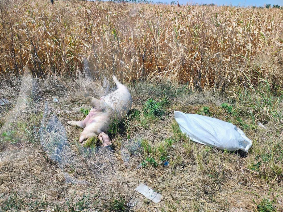 Uginula svinja bačena u Agroindustrijskoj zoni u Šapcu