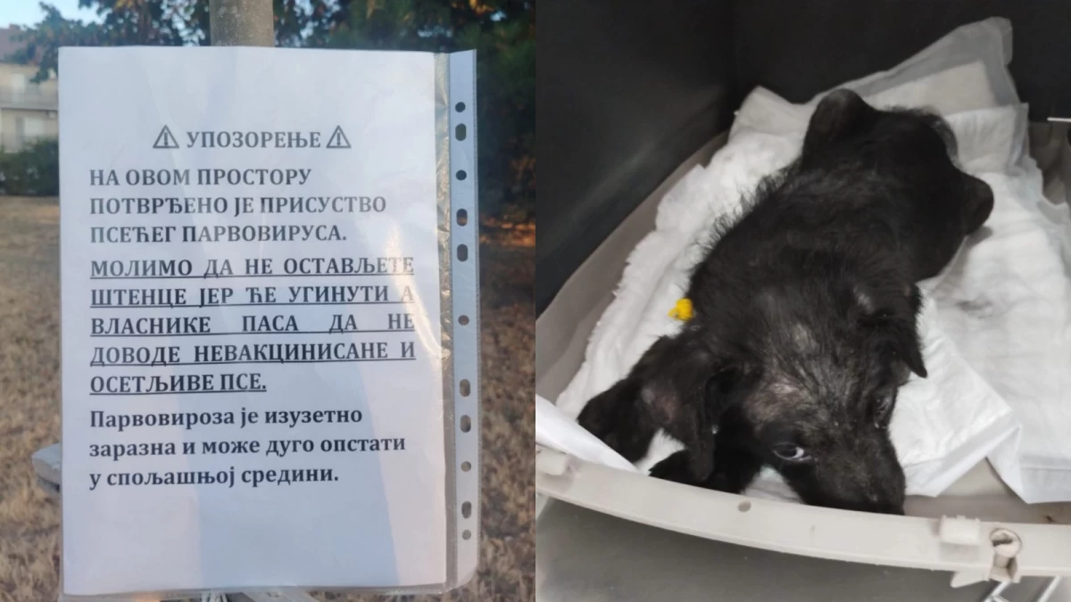 Apel Udruženja „Pravo na život“: Ne ostavljajte štence u kućici u Velikom parku