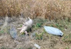 Uginula svinja bačena u Agroindustrijskoj zoni u Šapcu