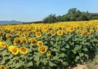Suncokret po 40 dinara, ratari traže 70: Suša smanjila prinose, proizvođači najavljuju proteste