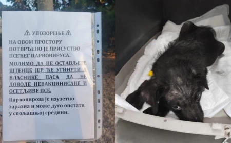 Apel Udruženja „Pravo na život“: Ne ostavljajte štence u kućici u Velikom parku