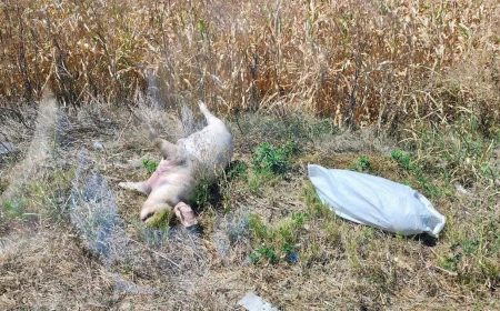 Uginula svinja bačena u Agroindustrijskoj zoni u Šapcu